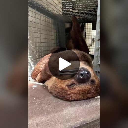 Slow Start and Sleepy Sloths at Audubon Zoo