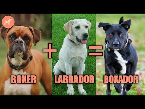 Boxador: A Complete Guide to The Boxer & Labrador Mix