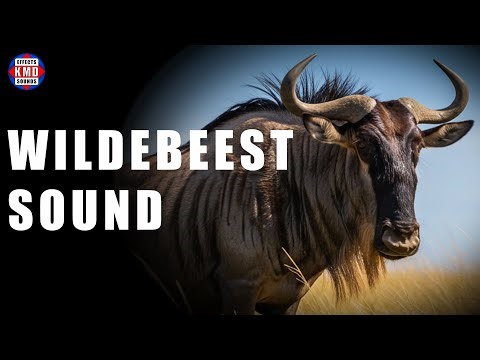 WILDEBEEST SOUND - WILD ANIMAL SOUNDS - Sound Effects