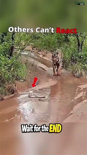 Others Lose… Cat Wins 🐱🐍 | Animal Moments #shorts #snake