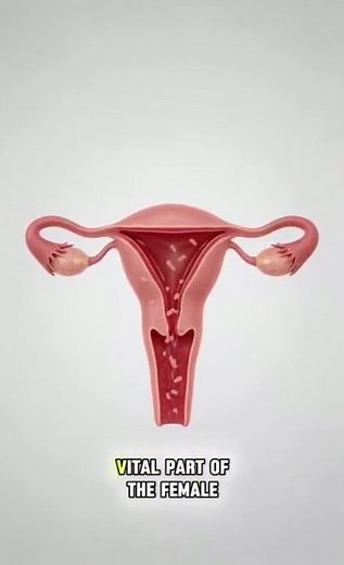 Uterus Lining Changes in Pregnancy Explained by Experts
