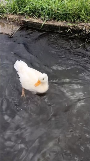 Cute ducks swimming #remix #mypetdn #duck #pertenakan #funny #animals #callduck #pets #birds #アヒル