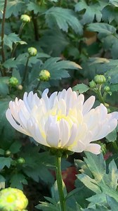 White Chrysanthemum flower🌼#chrysanthemumflower #flowerlover #garden | Piyantee