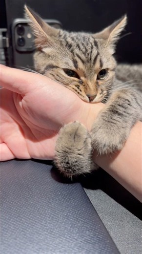 My kitten is clinging to my arm and I can't get any work done...!! #cat #kitten