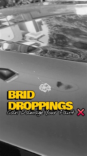 GLOSS BOSS CAR DETAILING | Bird poop can harm your car's paint job. Follow these steps. | Instagram