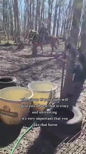 even tho my boy can not be ridden anymore. he's taught me alot. no matter how old he gets he's always be my boy #treandingsong #fypシ゚viral #foryourpage #treandingvideo #tr