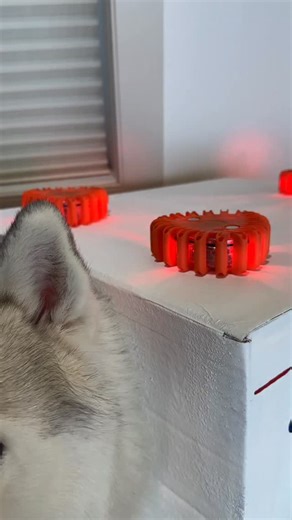 ≡ THE CANADIAN HUSKY TRIO ≡ on Instagram: "Never forget ambulance-Dexter. Others can replicate his look, but they will never be this icon."