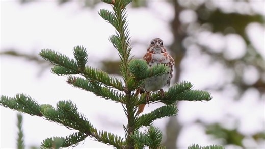 Good morning #Birds & #Nature! Red fox sparrow singing (Passerella iliaca) . Most populations of Fox sparrows migrate north for breeding, however some stable populations exist along the west coast of North America. | BIRDS & Nature