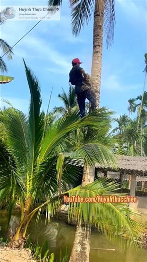 Skilled coconut tree cutter 💥