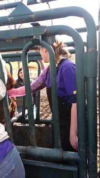 Bovine palpation