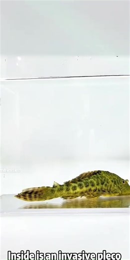 #67 #experiment #labgerm | science experiment