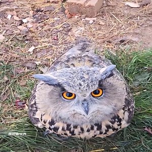 Ang kuwago, upang gantihan ang batang babae, ay naghahatid ng mga liham sa kanya araw-araw. | Ong Bắp Cày