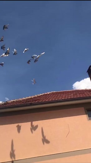 Racing pigeons perfect trapping. 📷 by Trajko Ohrid | Pigeons