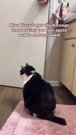 Miss Biscuit | The Hiccup Cat on Instagram: "She refuses to face me when i call her out for having the hiccups … or biccups We’re wrapping up 2025 by posting Bickey’s best clips everyday to reminisce on the mems made this past year!!! Stay tuned for more to come!!"