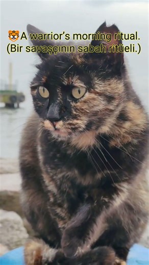 Tiger mode: Activated 🐯🔥 Kaplan modu: Aktif #shorts #cat #cute #funny #kedi