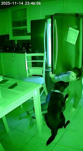 Title: CCTV: Diabetic Alert Lab Saves Owner from Low Blood Sugar! 🐕🧃🆘 | Hero Dog #shorts