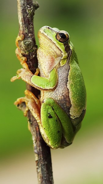 Frogs Croak Sound Effect, follow us on youtube for more! #animalsounds #frogs #soundeffects #animallover #wildlife