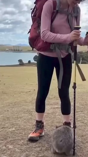 Bro got finisher 💀. #wombat #meme #memes #funny | Cappi Cap