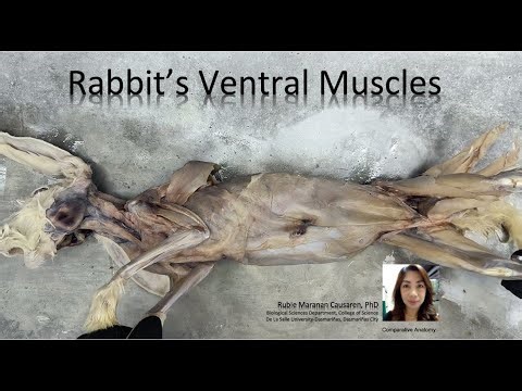 Dissection of the Rabbit's Ventral Muscles
