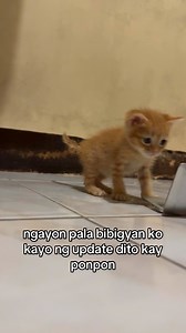 Ponpon the ampon update. #leet #presidentleet | President Leet