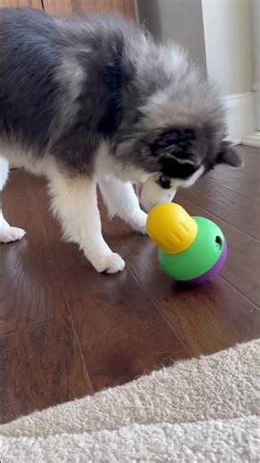 Thousands of years of evolution…apex predator → wobble toy #pomsky #dogshorts #doghumor #modernwolf