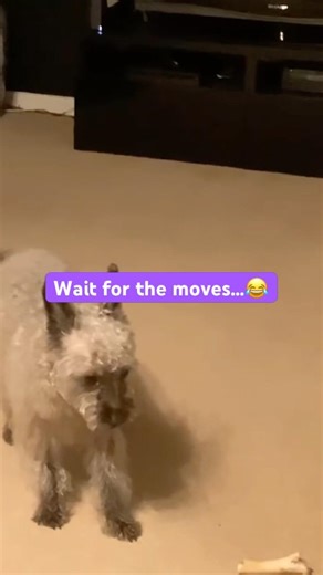 He’s Got MOVES 🐶 #funny dog dance#dog playing #dog funny moves#cute dog video