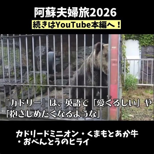 【熊本阿蘇夫婦旅】九州で唯一熊が見られる！？「カドリードミニオン（旧阿蘇熊牧場）」と阿蘇グルメ大満喫！雨の日の阿蘇旅【前半】（くまもとあか牛、阿蘇高菜、おべんとうのヒライ、スーパーホテル阿蘇熊本空港）