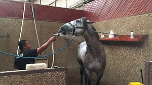 30K views · 816 reactions | It's bath time! | Medieval Times Dinner & Tournament | Facebook