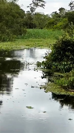🟢 Bufeo colorado, único de la amazonia 🤩✨ | Andrés MANM