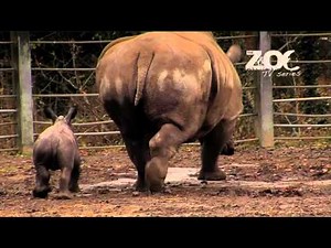 Dublin zoo's baby rhino goes for his first run
