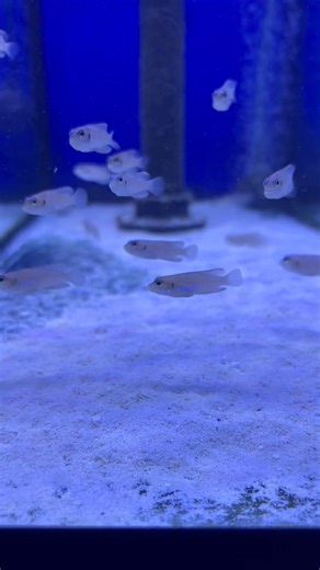 Lamprologus ocellatus ‘blue’ one of the coolest and smallest cichlids around! From lake Tanganyika, theses little darlings are shell dwellers living in and around empty snail shells and use them as a safe place to lay their precious eggs! We currently have a small number of these guys available in store now, and we’re back from our Christmas break. Smiths Aquarium located at 2421 Sandgate Road Boondall QLD Opening Hours Wednesday-Sunday 10am-5pm Closed Monday and Tuesday and all public holidays 