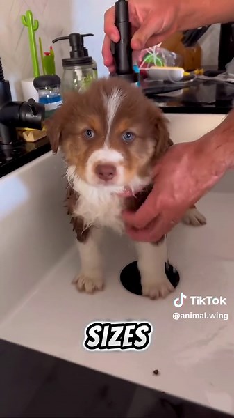 Discover the Australian Shepherd - A Versatile and Energetic Dog!