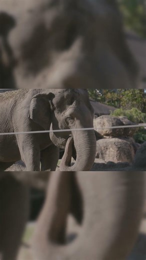 Cora the Elephant 🐘 | Topeka Zoo (Age 67) ‪@zootopeka‬