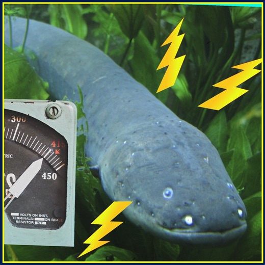 Electrify your math practice with the Bedtime Math app!  | Bedtime Math | Facebook