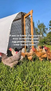 Focusing on high production egg layers means that my egg baskets are boring when it comes to colors but full most of the year - even through our crazy heat in the summer! Colored egg layers *usually* lay fewer eggs. We have 4 sons... so, I need lots of eggs consistently...therefore, we opt for brown egg layers! 😅🐔 . . #backyardchickens #crazychickenlady #homestead #freerangechickens #chickencoop #chickentractor #farmlife #chickenkeeping #chickenfarm | Reformed Acres