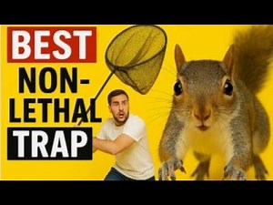 The Best Homemade Non-Lethal Squirrel Trap: Easy to Set Up!