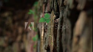 Real-life video of the vitality of plants growing on warm healing rocks