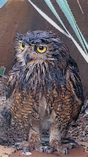 Cornell Lab Bird Cams on Instagram: "Nobody ever said parenthood was easy! Here, a sopping-wet Athena departs the nest after shielding her owlets from a heavy rainfall in Austin, Texas. 🌧️ This soggy scene takes the #4 spot in our Top 5 highlights from the 2025 Great Horned Owl Cam. Watch the full highlight by tapping our link in bio."