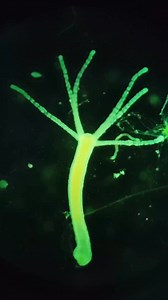 15K views · 1.6K reactions | Tutorial para grabar el microscopio  #biologiadesdecero #microscopio #tutorial | Biología Desde Cero | Facebook