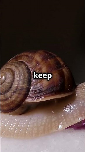 Best Tank Mates for Turtles