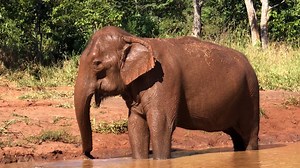 While Mara and Rana have been busy having an amazing time, Lady has been spending a lot of time by the Pond in Yard 4. We still haven’t seen her swimming yet, but we are seeing her go into the pond and having fun. She splashes around with her feet and trunk. As you can see in the video, she occasionally uses her feet to scrape up mud on the edges so she can throw it on herself. This digging behavior helps improve her feet. Judging from her face, it’s good for her soul as well. She has been gener