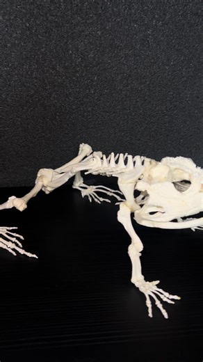 Exploring Bullfrog Skeletons in Taxidermy