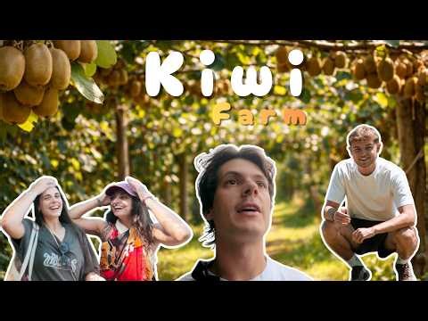 Deux semaines dans une ferme de kiwis ! – PVT Nouvelle-Zélande