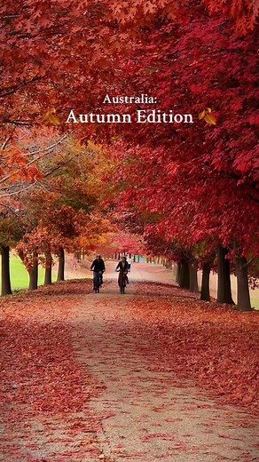 How could you not 'fall' for us? 🍂😉 Although #autumn is almost coming to an end here in Australia, pockets of colour can still be found gracing some parts of our southern states 🍁. It was a spectacular season in #Victoria's #HighCountry, @South Australia’s @Visit Adelaide Hills, and our capital city of #Canberra , so we couldn't resist showing off some of autumn's most vibrant scenes here ☝️. Our tip? Plan ahead for next year, there's plenty of exciting events and festivals that add extra spa