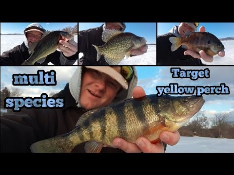 Target yellow perch/ multi-species Backwater of the Mississippi River ice fishing