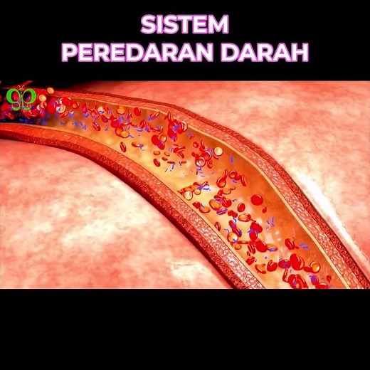 BLOOD CIRCULATION SYSTEM