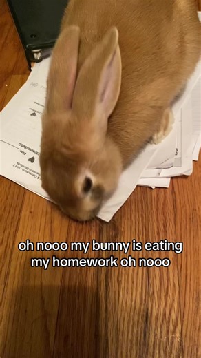 Bunny vs. Homework: A Hilarious Mishap