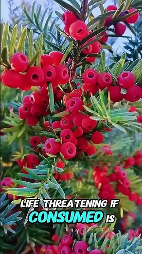 Here are some poisonous wild berries. Never eat them by mistake if you come across them!