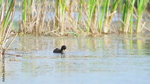 coot bird diving in water for plants to eat and feed on in marsh habitat