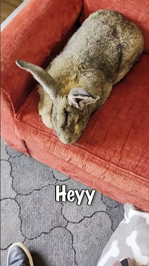 Good Afternoon Flemish Giant Rabbit